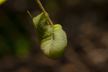 Smerinthus ocellatus, gözlü şahin-güve, keskin ailesinin Avrupa güve var. Pupation önce büyük yeşil tırtıl.