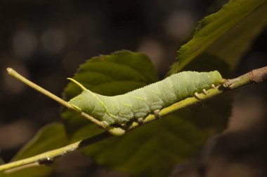 Smerinthus ocellatus, gözlü şahin-güve, keskin ailesinin Avrupa güve var. Pupation önce büyük yeşil tırtıl.
