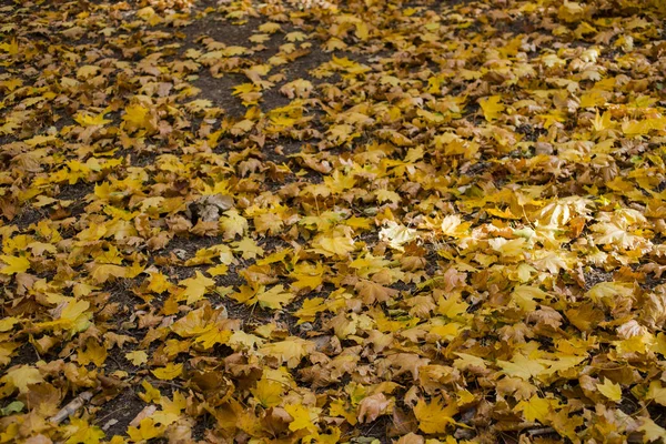 Campo Foglie Acero Tappeto Autunno Alberi Buttati Fogliame — Foto Stock