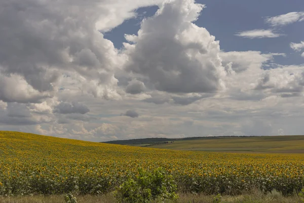 Clouds over a field with a sunflower. Rural idyll. A huge field of yellow flowers enjoy the sun. Agriculture in the European zone.