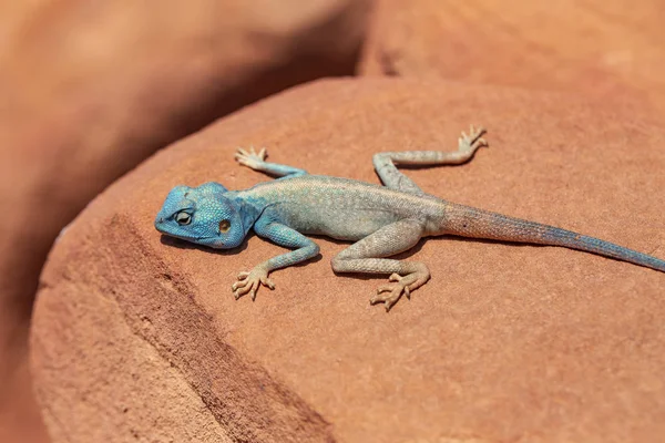 Güneydoğu Libya, Mısır kurak alanlarda bulunan bir agamid kertenkele Sina agama (Pseudotrapelus sinaitus, eski adıyla Agama sinaita) olduğunu.