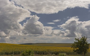 Bulutlar bir ayçiçeği ile bir alanın üzerinde. Kırsal idil. Sarı çiçek büyük bir alan güneşin tadını çıkarın. Avrupa Bölgesi tarım.
