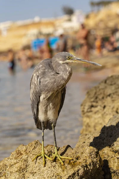 Western Reef Heron Egretta Gularis Also Called Western Reef Egret — Stock Photo, Image