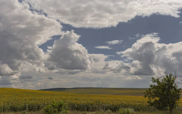 Clouds Field Sunflower Rural Idyll Huge Field Yellow Flowers Enjoy — Stock Photo, Image