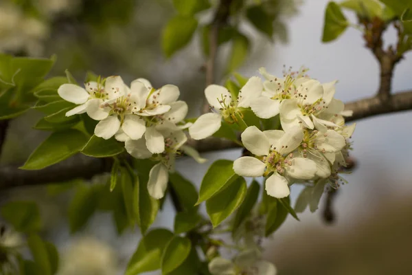 Pear Blossom April White Flowers Fruit Tree — Stock Photo, Image