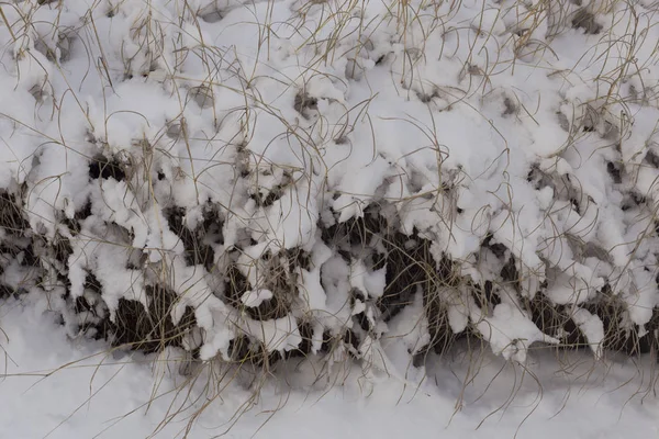 Grama Alta Coberta Neve Após Uma Tempestade Neve Natureza Inverno — Fotografia de Stock