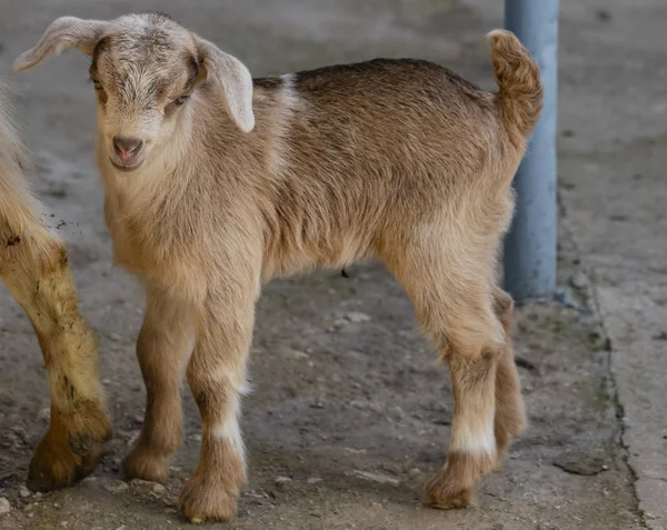 Cabra Recién Nacida Familiariza Con Mundo Exterior Crianza Crianza Mascotas —  Fotos de Stock