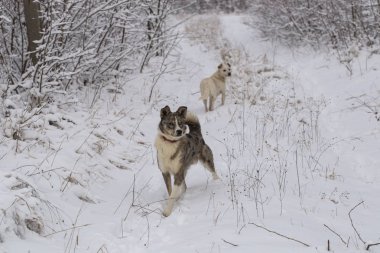 Kış ormandaki yabani köpekler hayati faaliyet. Paketteki hiyerarşik ilişkileri.