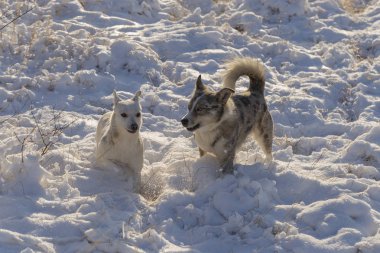 Kış ormandaki yabani köpekler hayati faaliyet. Paketteki hiyerarşik ilişkileri.