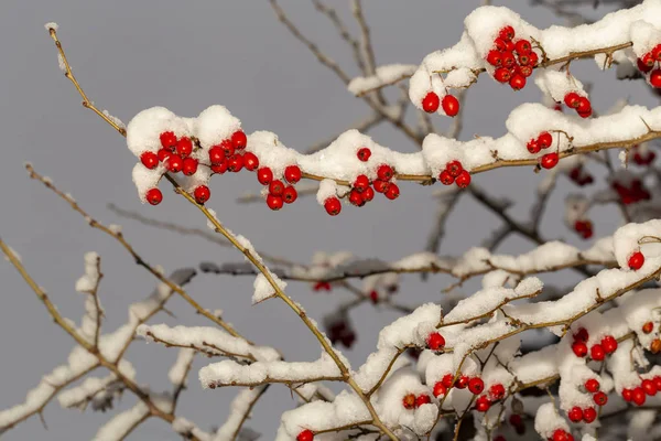 Crataegus Algemeen Genoemd Haagdoorn Quickthorn Thornapple Mei Boom Whitethorn Hawberry — Stockfoto