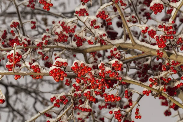 サンザシ サンザシ Quickthorn シロバナヨウシュチョウセンアサガオ 月ツリー Whitethorn または Hawberry 果実は成熟している 冬の鳥の餌になります — ストック写真