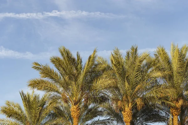 Dattelpalmen Auf Der Sinai Halbinsel — Stockfoto