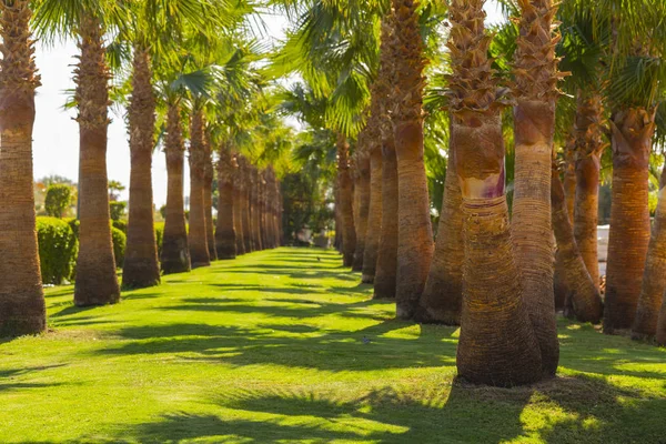 Palme Dattero Della Penisola Del Sinai — Foto Stock