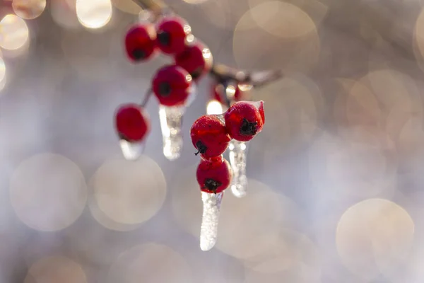 Bevroren Bos Crataegus Algemeen Genoemd Haagdoorn Quickthorn Thornapple Mei Boom — Stockfoto