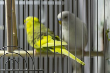 Şirin renkli muhabbet kuşu kafes içinde. Bir kafes içinde dalgalı papağan.