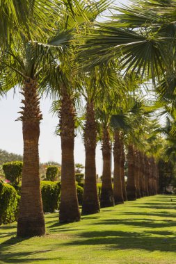 Tarihi palms Sina Yarımadası.