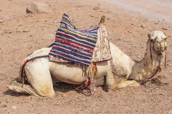 Dromedary from the Sinai Peninsula. Arabian camel (Camelus dromedarius). The pack animal is resting.