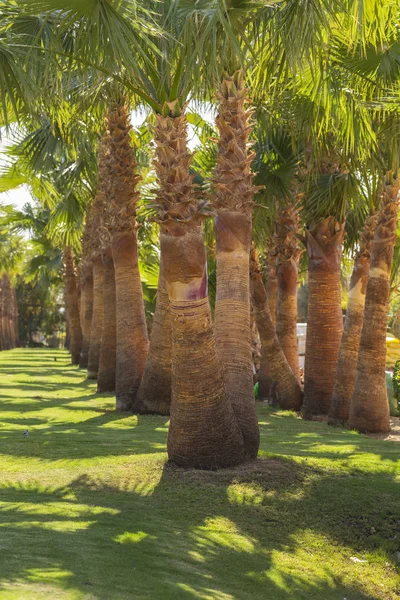 Dattelpalmen Auf Der Sinai Halbinsel — Stockfoto