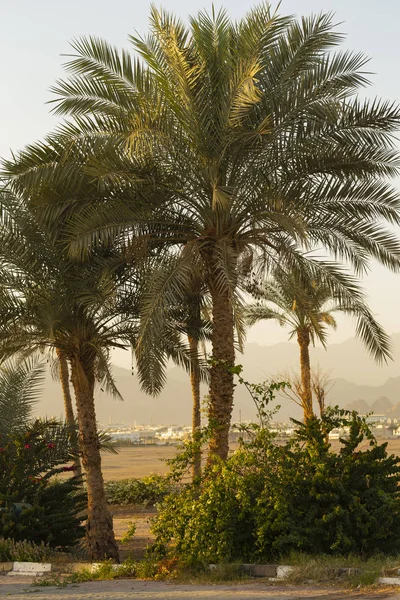 Dattelpalmen Auf Der Sinai Halbinsel — Stockfoto