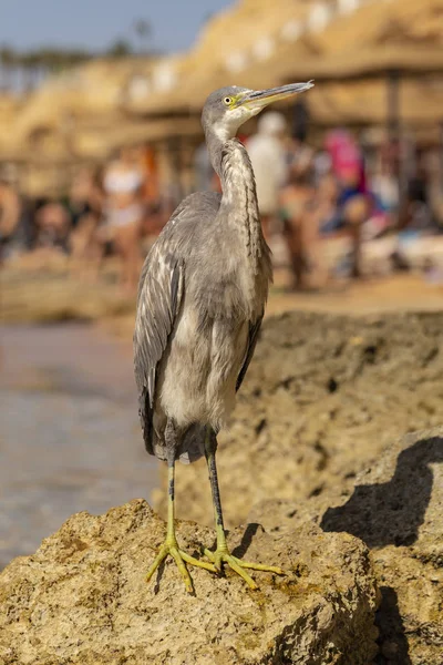 Western Reef Heron Egretta Gularis Also Called Western Reef Egret — Stock Photo, Image