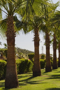 Tarihi palms Sina Yarımadası.