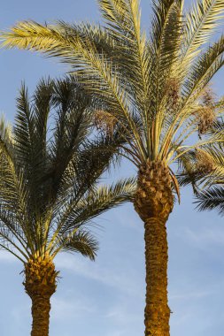 Tarihi palms Sina Yarımadası.