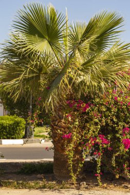 Tarihi palms Sina Yarımadası.