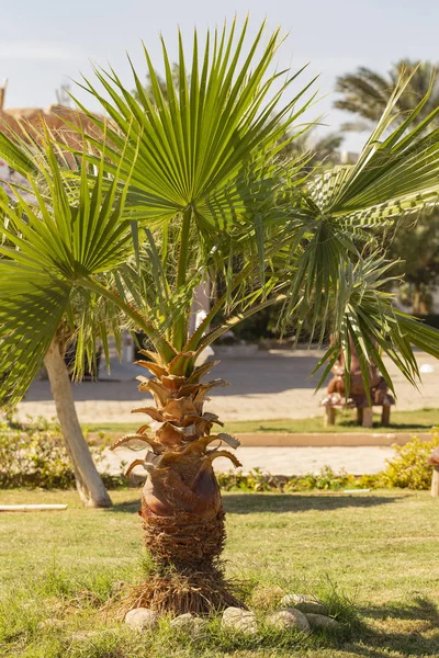 Palme Dattero Della Penisola Del Sinai — Foto Stock