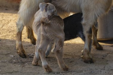 Küçük goatling keçi meme emmek. Yeni doğan keçi dış dünya ile aşina. Üreme ve evcil hayvan büyüyor. Çocukluk keçi ev bahçesinde. 