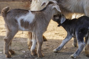 Küçük goatling keçi meme emmek. Yeni doğan keçi dış dünya ile aşina. Üreme ve evcil hayvan büyüyor. Çocukluk keçi ev bahçesinde. 