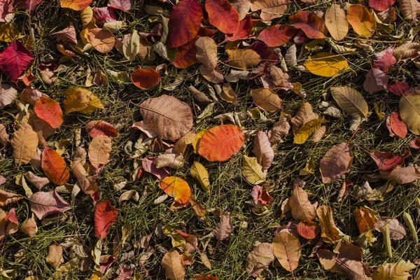 Campo Foglie Tappeto Autunno Gli Alberi Hanno Buttato Fogliame Rhus — Foto Stock