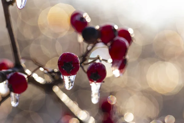 Bevroren Bos Crataegus Algemeen Genoemd Haagdoorn Quickthorn Thornapple Mei Boom — Stockfoto