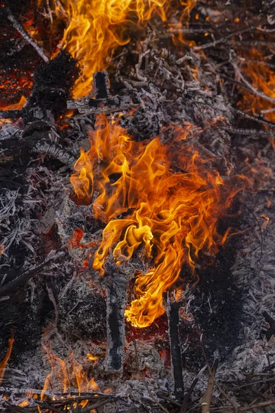 Flaming fire. Big bonfire in Shrovetide. Burning tree branches. People look at the fire. Pagan rite dedicated to the arrival of spring.