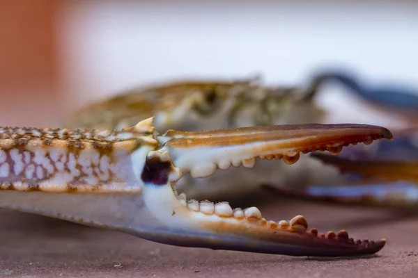 Callinectes Sapidus Atlantische Oceaan Blauwe Krab Regionaal Als Chesapeake Blauwe — Stockfoto