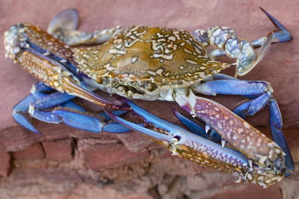 Callinectes sapidus, the Atlantic blue crab, or regionally as the Chesapeake blue crab.