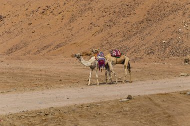 Dromedary Sina Yarımadası üzerinden. Arap deve (Camelus dromedarius). Hayvan Bedevileri tarafından turist çöl kumulları aracılığıyla taşımak için yük hayvanı kullanılır. 