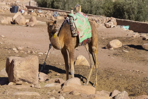 シナイ半島からヒトコブラクダ アラビアのラクダ繊手 動物は ベドウィンによって負担の獣として砂漠の砂砂丘を介して観光客を輸送するため使用されます — ストック写真