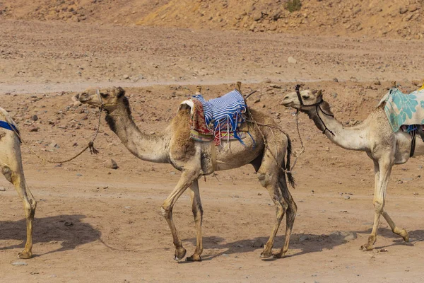 Dromedary Sina Yarımadası Üzerinden Arap Deve Camelus Dromedarius Hayvan Bedevileri — Stok fotoğraf
