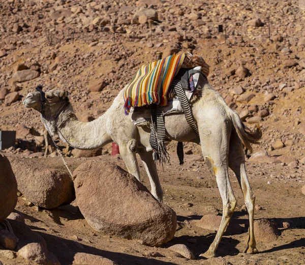 Dromedary Sina Yarımadası Üzerinden Arap Deve Camelus Dromedarius Hayvan Bedevileri — Stok fotoğraf