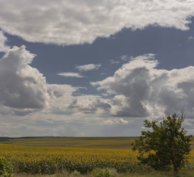 Bulutlar bir ayçiçeği ile bir alanın üzerinde. Kırsal idil. Sarı çiçek büyük bir alan güneşin tadını çıkarın. Avrupa Bölgesi tarım.