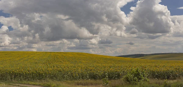 Clouds over a field with a sunflower. Rural idyll. A huge field of yellow flowers enjoy the sun. Agriculture in the European zone.