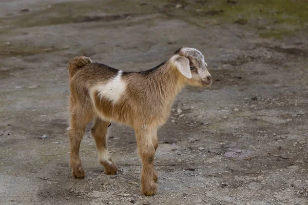 新生児山羊は 外の世界と知り合いを取得します 繁殖とペットを育成します 子供の頃家庭の庭でヤギ — ストック写真