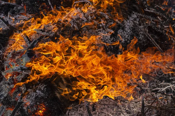 Flaming fire. Burning tree branches. Pagan rite dedicated to the arrival of spring. Big bonfire on Shrovetide.