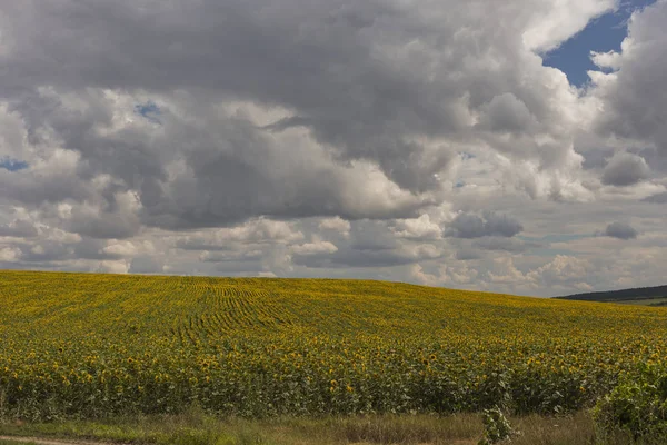 Clouds over a field with a sunflower. Rural idyll. A huge field of yellow flowers enjoy the sun. Agriculture in the European zone.