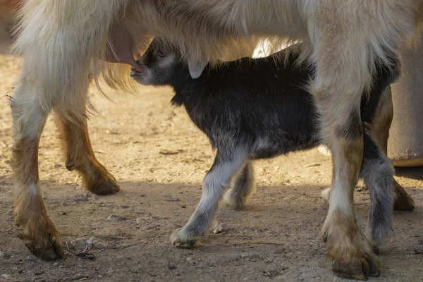 Malá Kůzlečí Cucat Kozí Vemeno Novorozence Koza Seznámí Okolním Světem — Stock fotografie