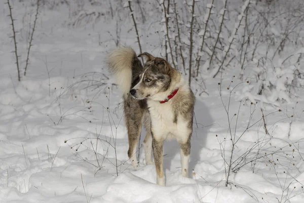 The alpha male of the Australian Shepherd  dominates the winter forest. The predator controls its territory. Bypass possession.