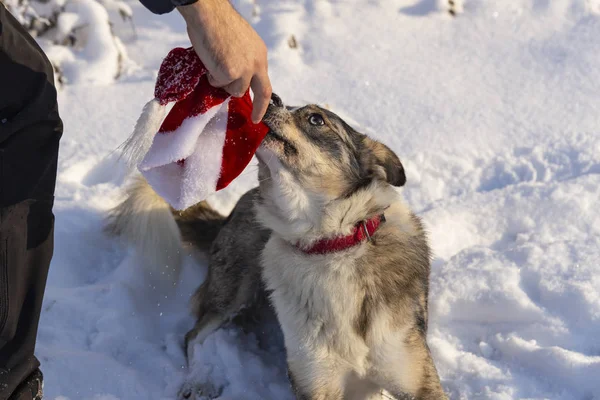 The alpha male of the Australian Shepherd resists new year\'s dressing. The dog shows character, not wanting to obey. Christmas standoff. New Year\'s quest - dress the dog.