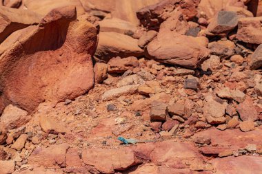Güneydoğu Libya, Mısır kurak alanlarda bulunan bir agamid kertenkele Sina agama (Pseudotrapelus sinaitus, eski adıyla Agama sinaita) olduğunu.