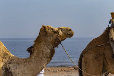 Dromedary Sina Yarımadası üzerinden başkanı. Arap deve (Camelus dromedarius). Hayvan Bedevileri tarafından turist çöl kumulları aracılığıyla taşımak için yük hayvanı kullanılır.
