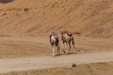 Dromedary Sina Yarımadası üzerinden. Arap deve (Camelus dromedarius). Hayvan Bedevileri tarafından turist çöl kumulları aracılığıyla taşımak için yük hayvanı kullanılır. 